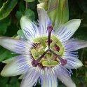 Picasa 2.7
